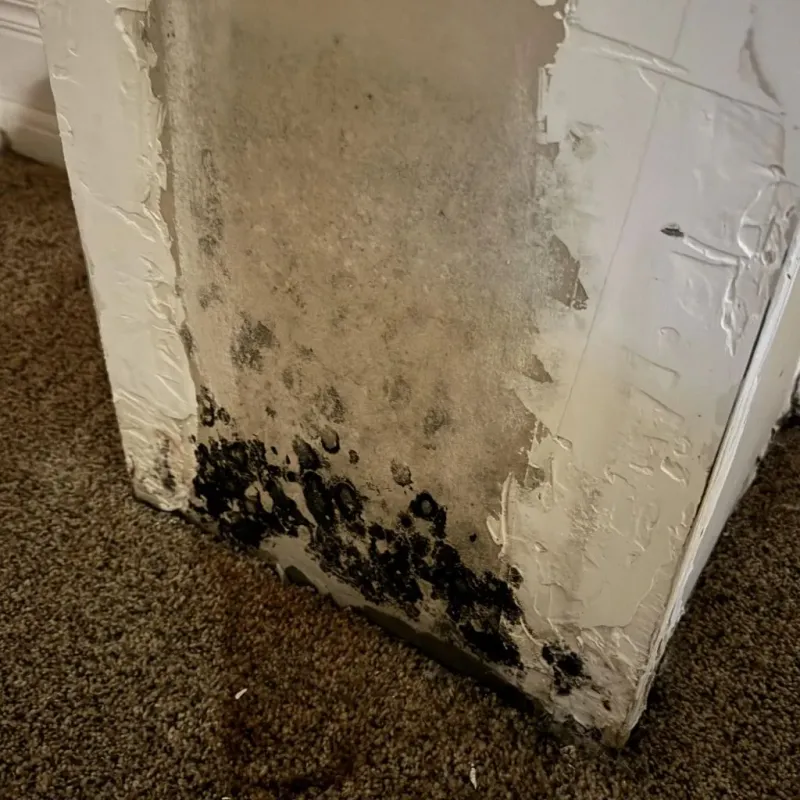 Professional Mold Removal in Bay County, MI